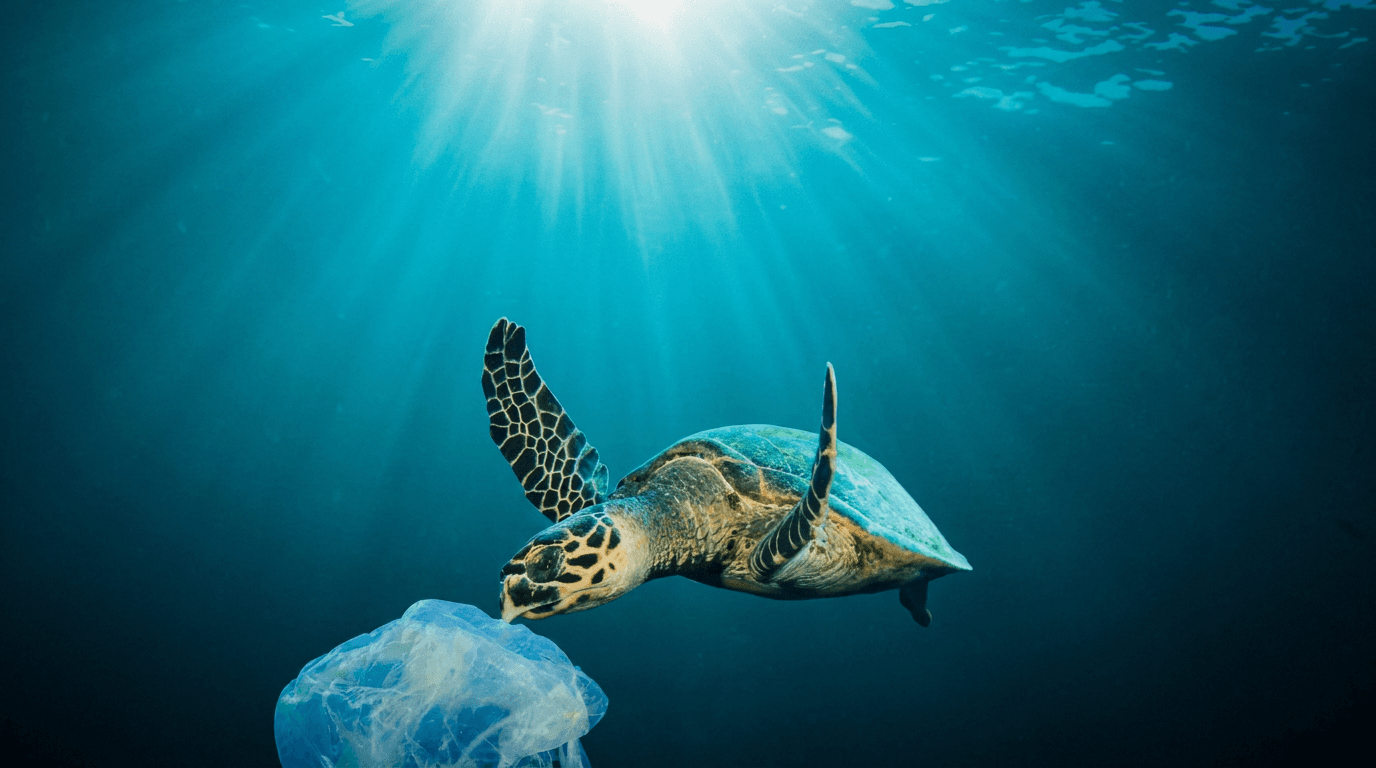 Sea turtle swimming through clean ocean water — Pure Form Solution compostable and biodegradable products help reduce plastic pollution